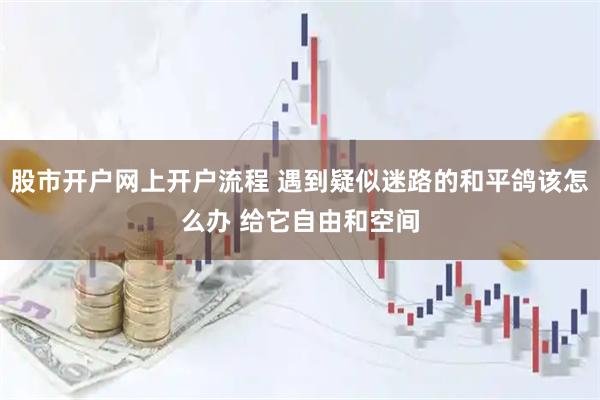 股市开户网上开户流程 遇到疑似迷路的和平鸽该怎么办 给它自由和空间